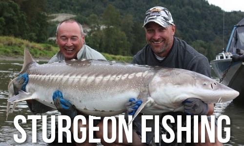 Fraser River Sturgeon Fishing