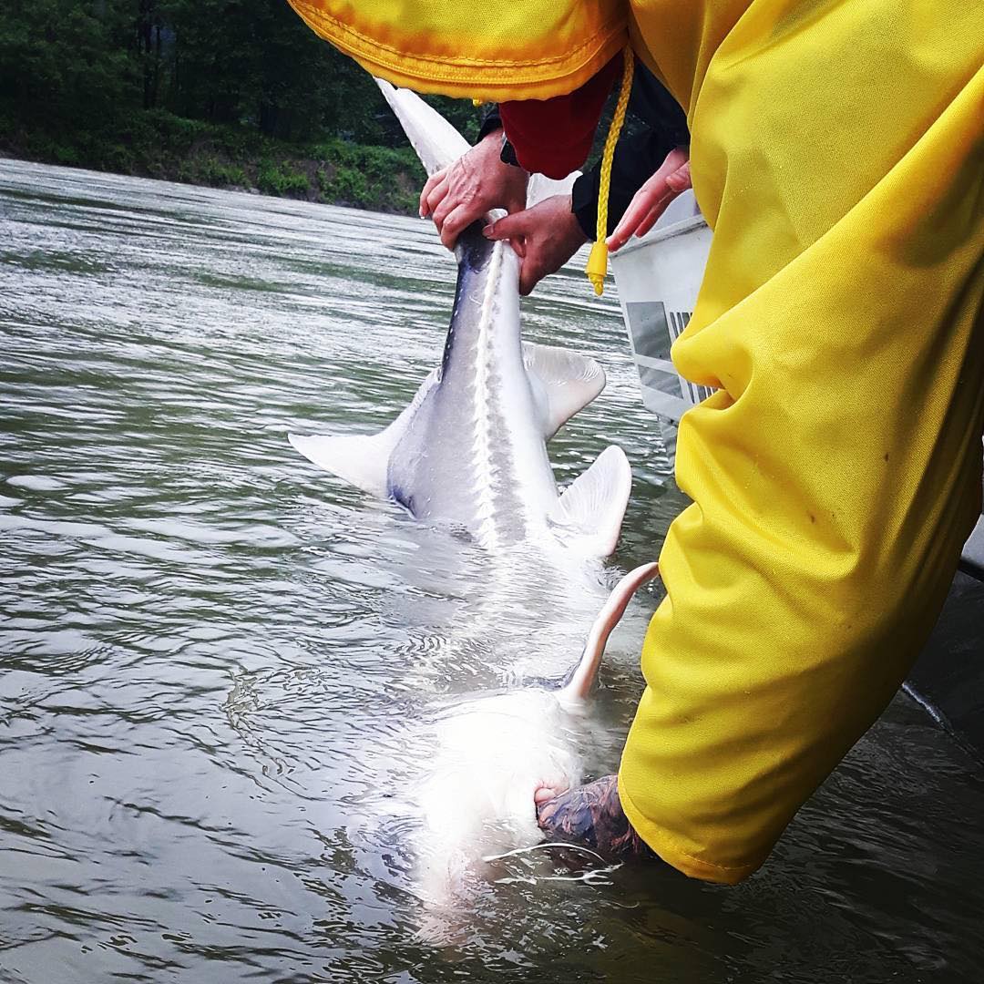 A nice Fraser River sturgeon of 150 pounds is released at the boat. Repost from our partnered Fraser River guiding operation @cascadefishingadventures